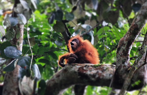 5 Rimba Yang Wajib Dijelajahi Wego Indonesia Travel Blog