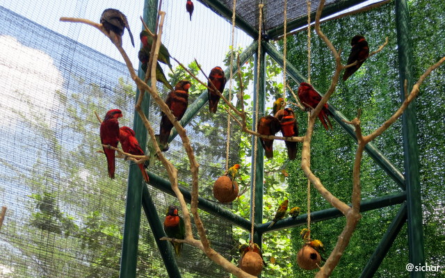 Ini Dia Burung Burung Cantik Penghuni Wahana Baru Gembira Loka