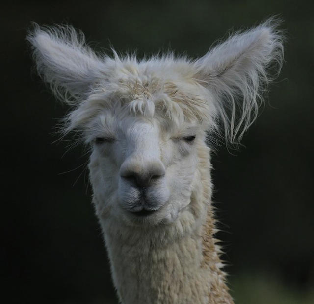Bertemu Saudara Jauh Llama Di New Zealand Wego Indonesia Travel Blog