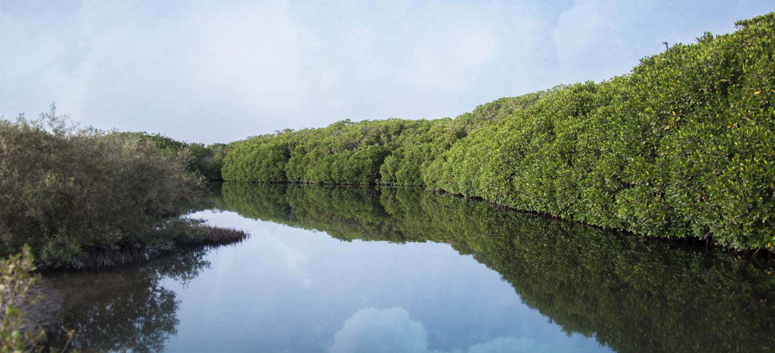 الشريفين GendalForest_dnivrb.