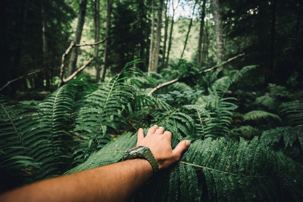 Escape the City to These 10 Magnificent Rainforests — Fresh Air and Unforgettable Adventure Guaranteed