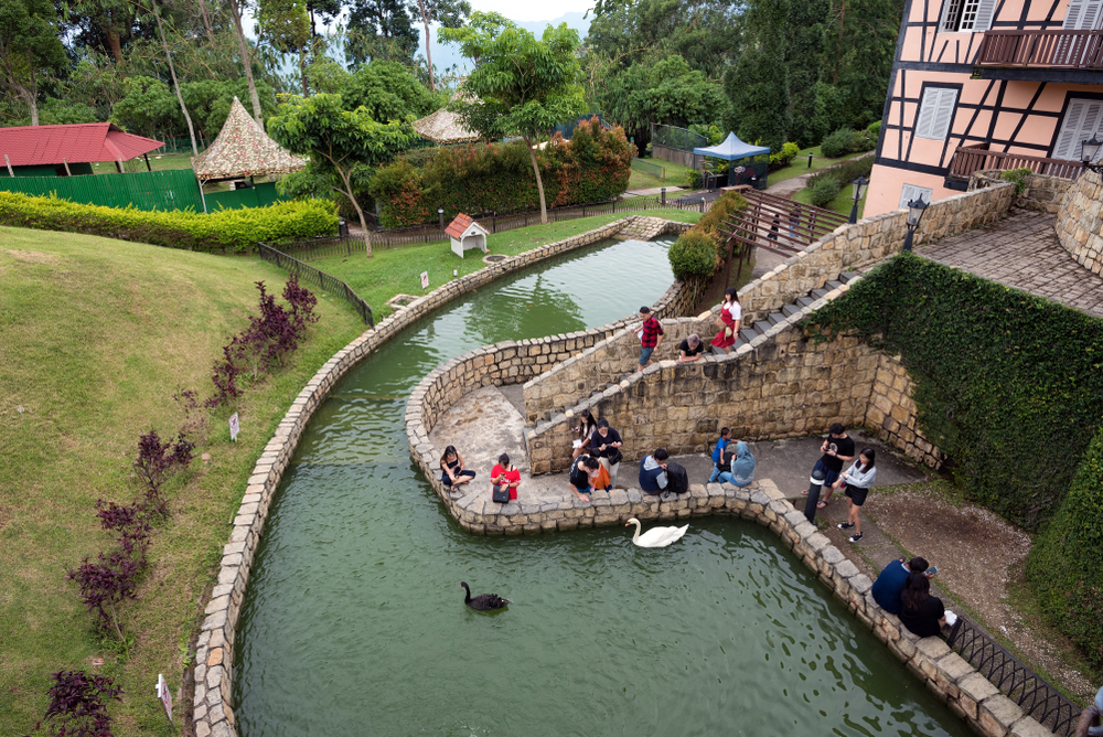 Angsa di Sungai Colmar Tropicale