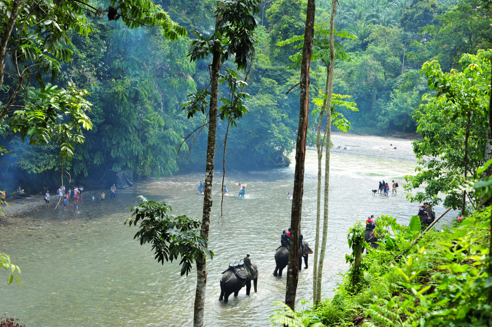 Naik gajah di Tangkahan