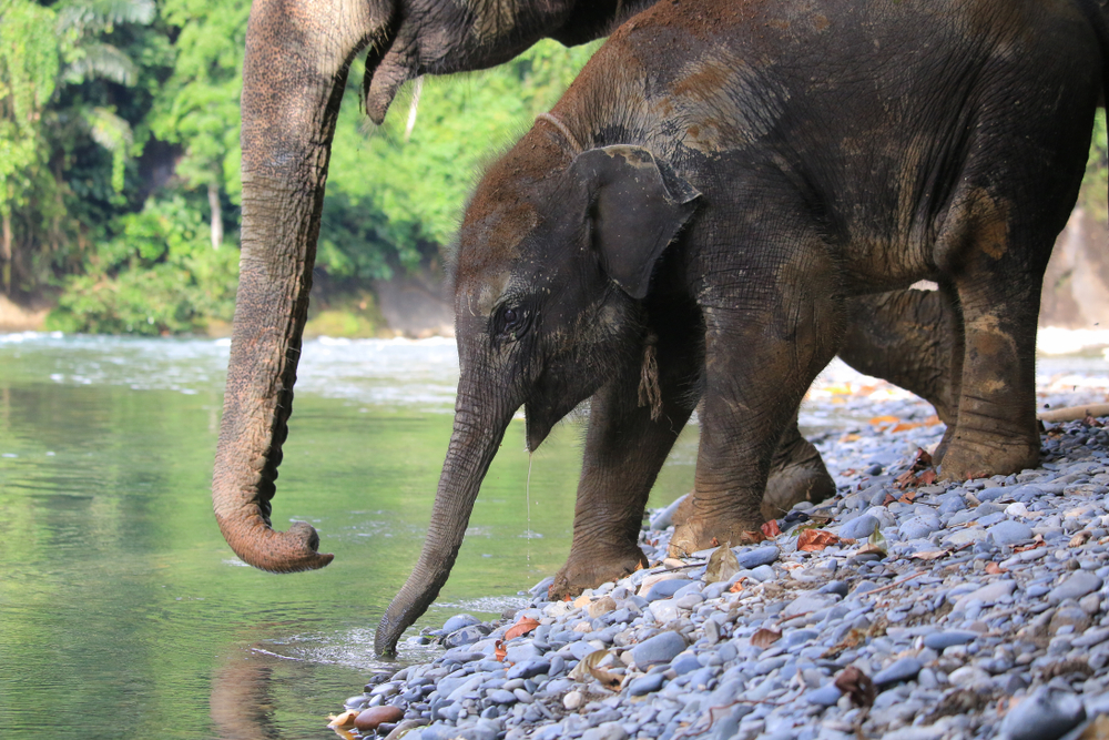 Anak gajah Sumatera di Tangkahan