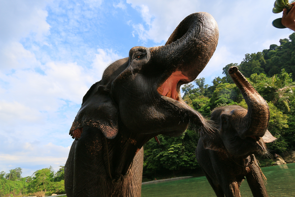 Gajah Tangkahan_Wego