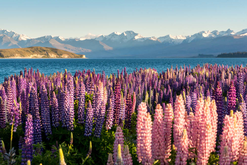 5 Most Beautiful Flower Fields To Visit In December And January