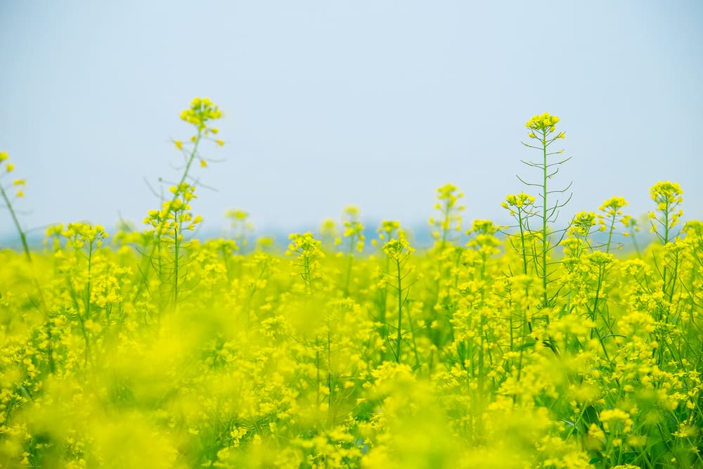 5 Most Beautiful Flower Fields To Visit In December And January