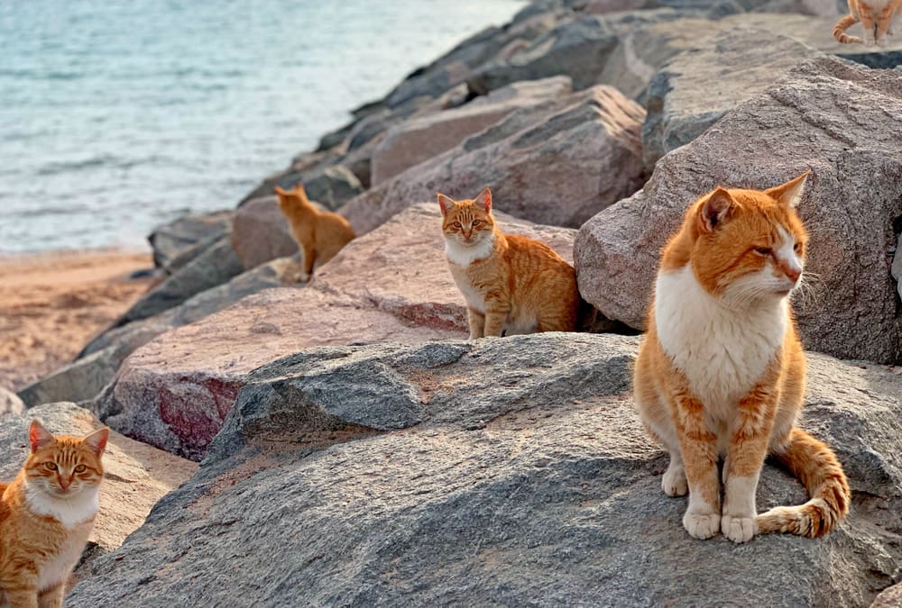 10 Must Visit Places For Cat Lovers