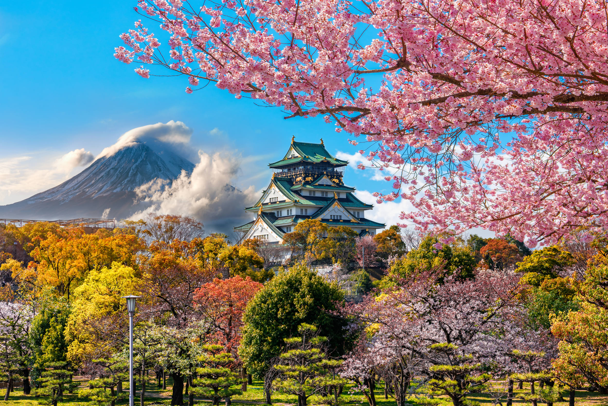 Where and When to See Cherry Blossom Trees in Japan Tokyo and Kyoto