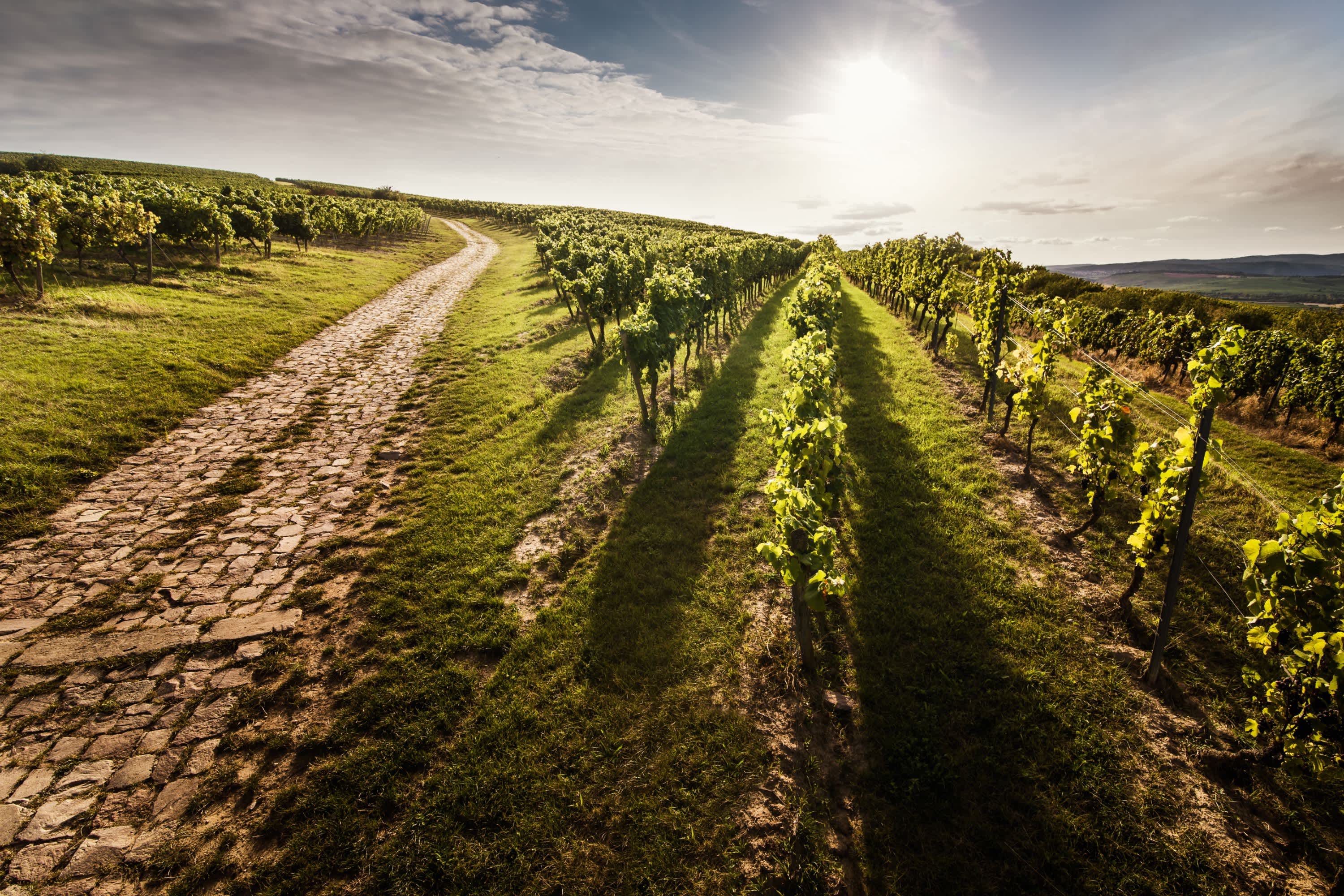 Weinberge