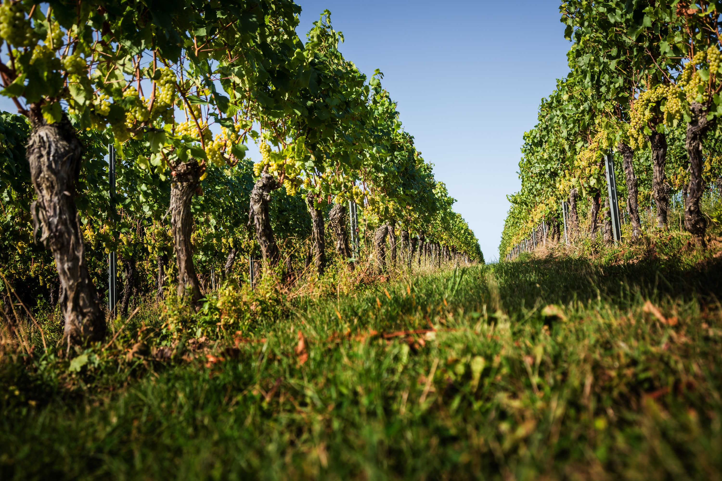 Weinberge