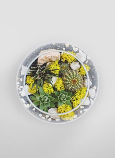 Round glass bowl terrarium with cactus, succulents, and rocks for a Virtual Terrarium Workshop