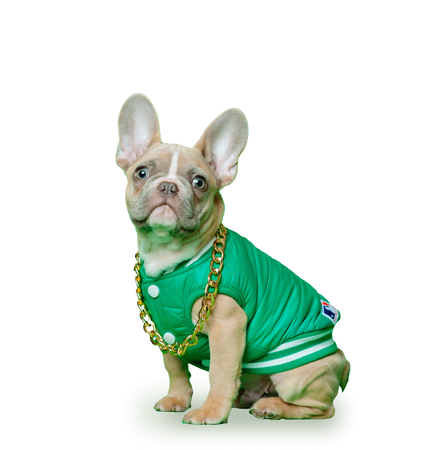 Dog wearing a chain and green vest