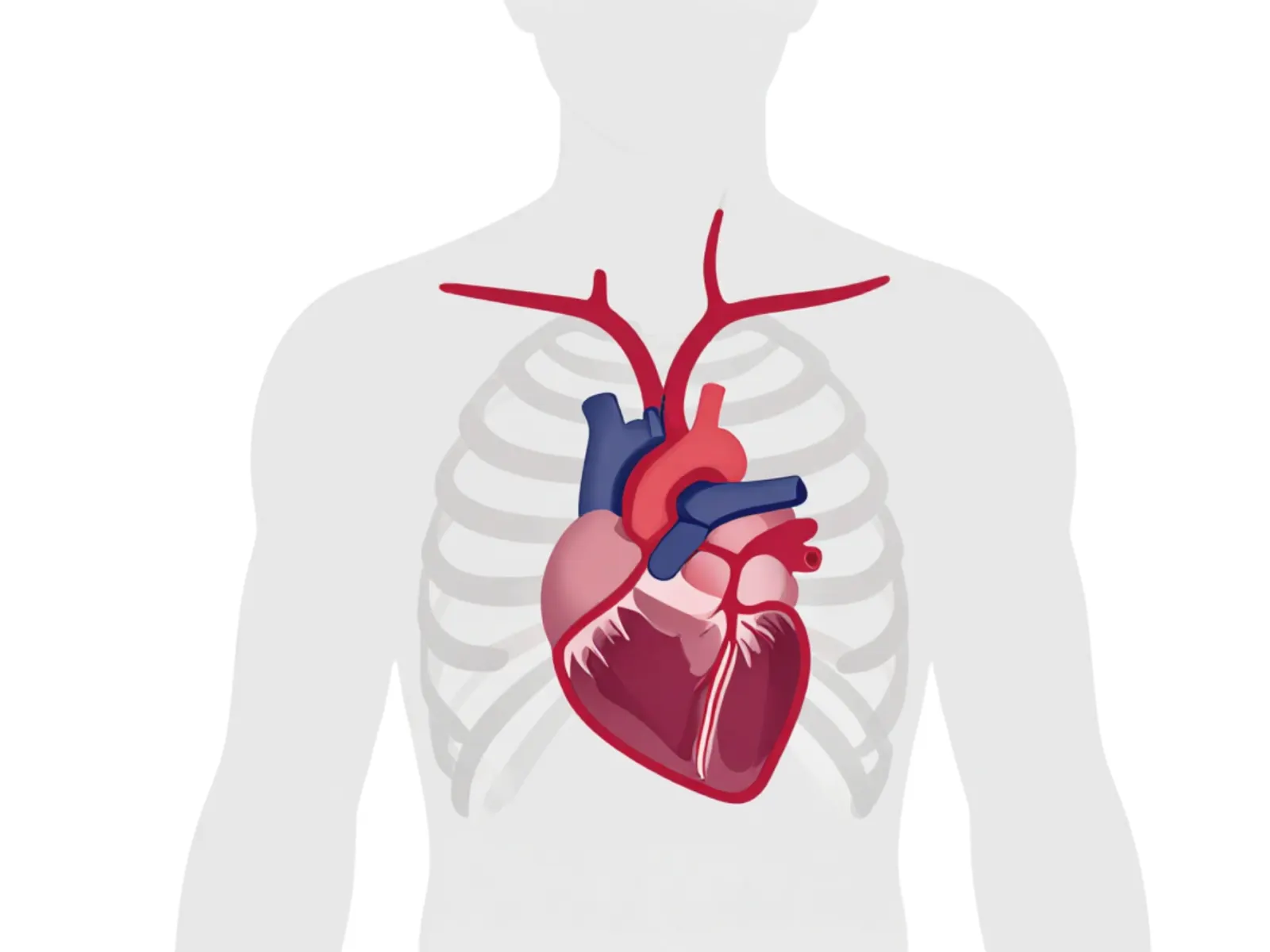 A heart rate printout 