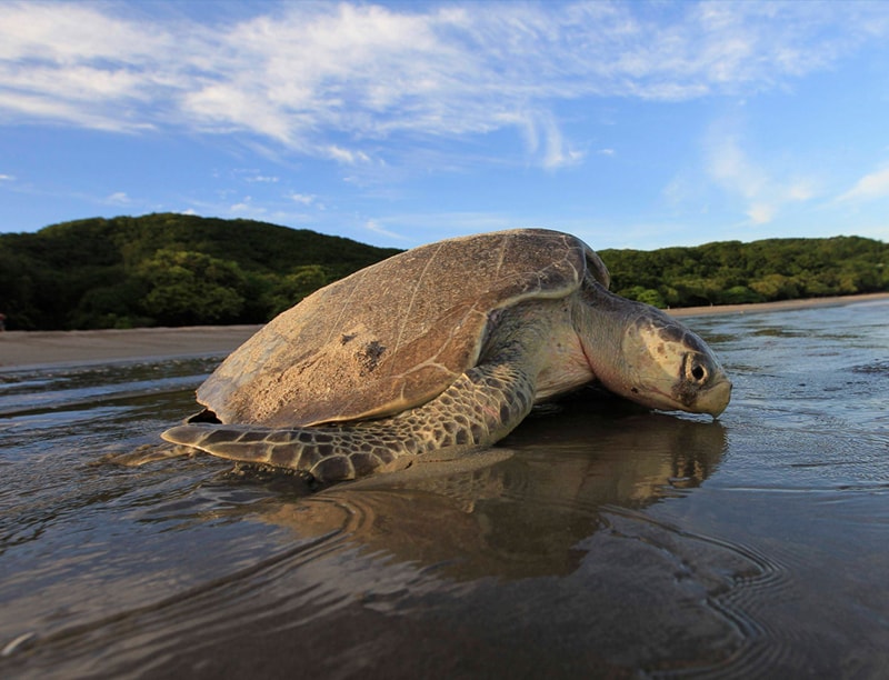 turtles Nicaragua reserve turtles Nicaragua reserve