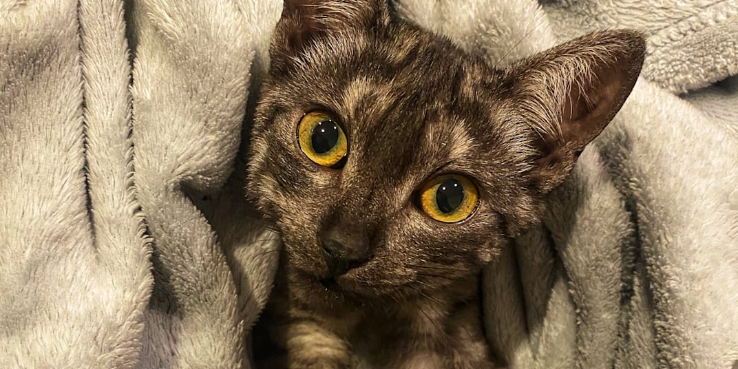A Story About a Cat The story is she's very cute