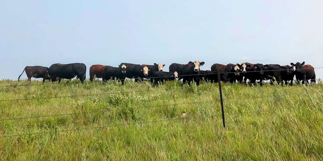 "Half Life" Reflections on life and death while gardening in Omaha,