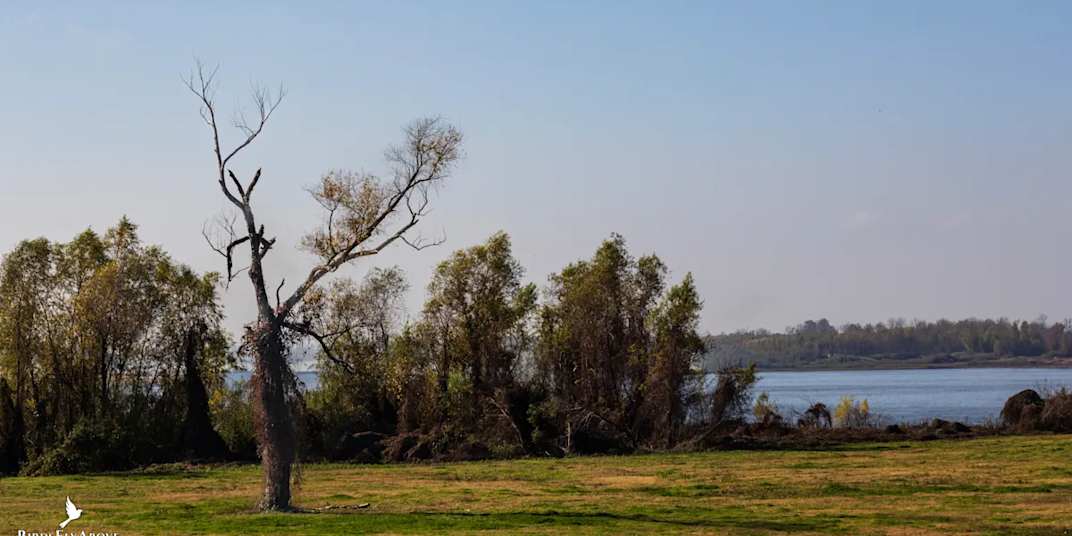 Treebeard: The Ancient Cottonwood Holding the Mississippi Levee Together