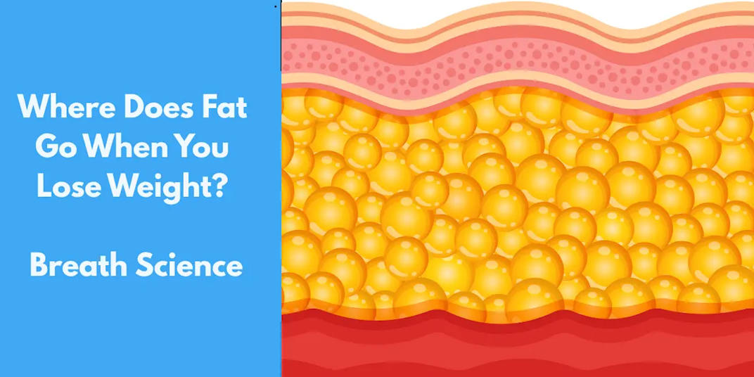 Where Does Fat Go When You Lose Weight? Breath Science 8 min readAt A