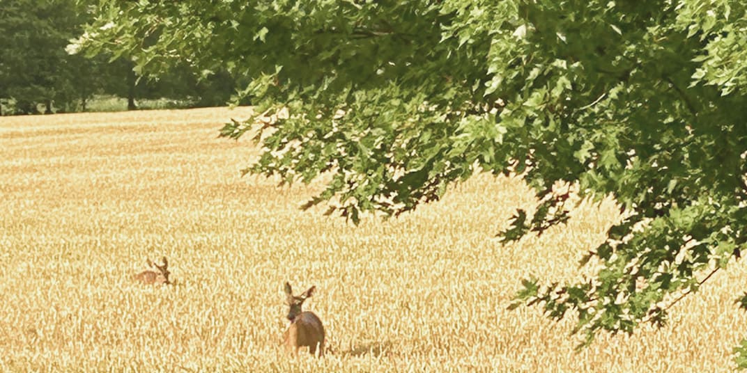 The Deer I have had great pleasure watching the deer in the wheat field