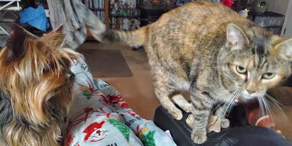 The Queen and the Clown: Tigra Meets Quigley When Sammy passed, the silence