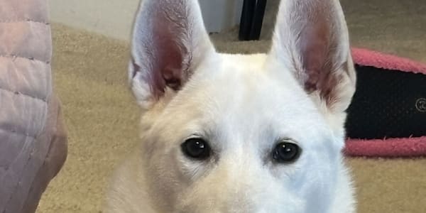 Someone is Always Listening...and it Might be Your Dog!  Do you ever wonder