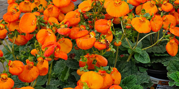 The Mystery of a Good Tale What makes a writer's stories compelling? And if