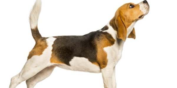How Beagle Freedom Project Inspires My Writing If you’ve been following me