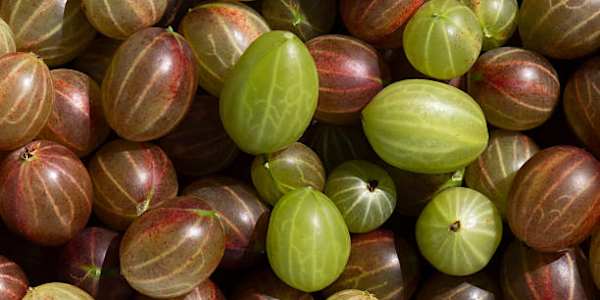 Chekhov’s “Gooseberries”: Storytelling, Confessing, and Hammering One of my