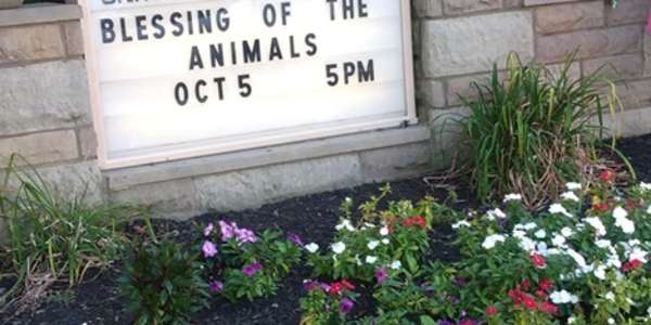 When dogs, cats and rabbits go to church &nbsp; Saint Francis of Assisi