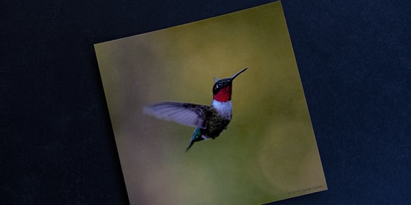 DANIEL CARON, PROFESSIONAL SPEAKER & AWARD-WINNING PHOTOGRAPHER  Originally