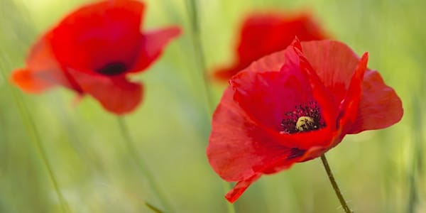 For Armistice Day: My favorite WWI novels - Part 1 Some truly wonderful WWI