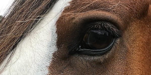 Why I love writing horses into my books! I have loved horses forever - I