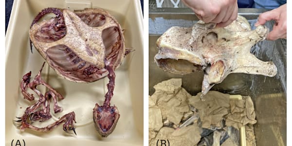 Oddsconsin 32 – Flesh-Eating Beetles Since 1950, the University of