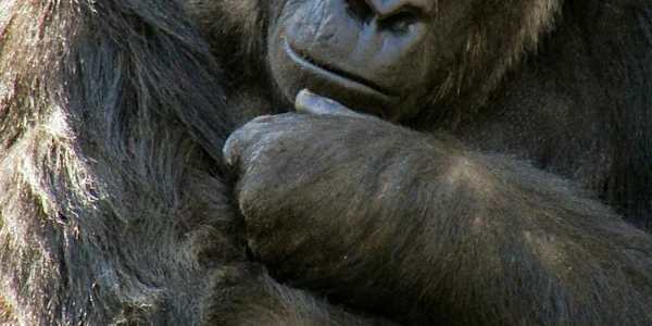 ACT Now! Thought Defusion...huh? “You can’t dwell on those thoughts.”“Stop