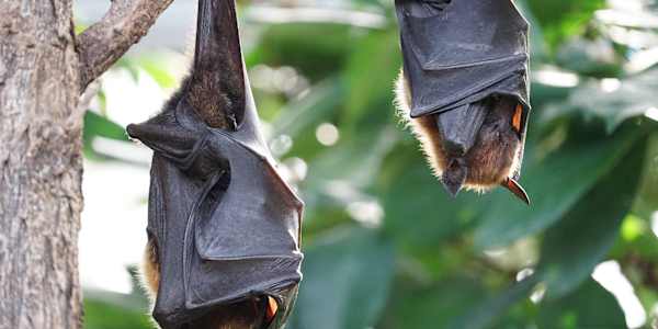 The bats of Bracken Cave, Texas.   There they go!&nbsp;
          
        