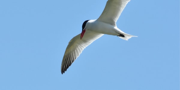  I call it a cage&nbsp;
She calls it home
Has she forgotten the taste of