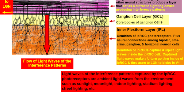 ipRGC Receptors Inject Reference Light Photons Into The Visual System