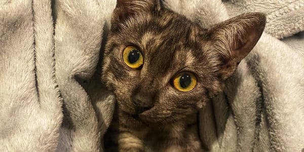 A Story About a Cat The story is she's very cute