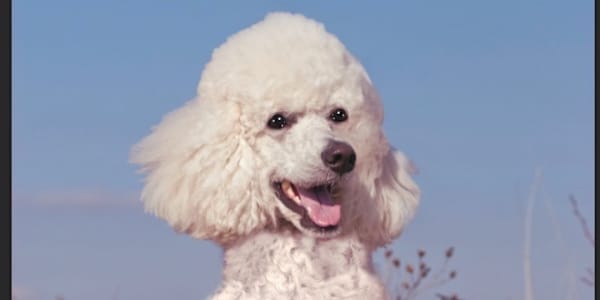 Mutts A lot of the dogs I've owned in my life were cross-breed, otherwise