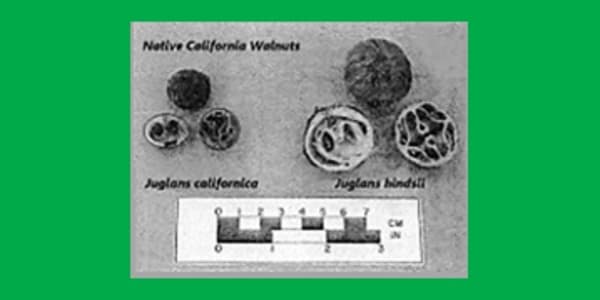 Interregional Patterns of Land Use and Plant Management in Native North