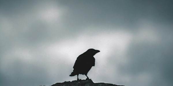 In a Raven's Eye We’ve lost the fight,&nbsp;We’ve lost what’s right,We’ve