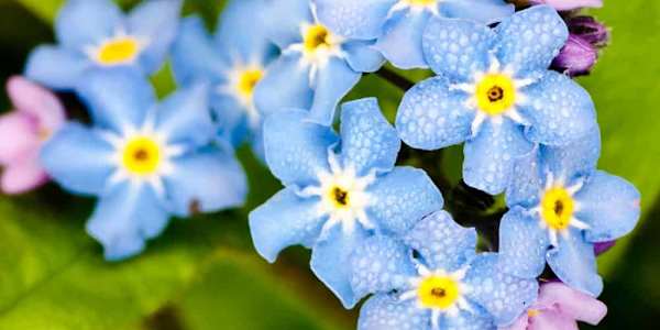 Forgotten Our time together has witheredLike the flowers you gave meOur