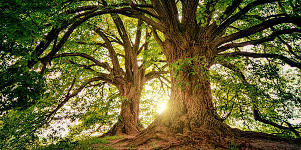 Safe Haven by Joshua Hernandez "Wait," Haven said, "does that mean we have