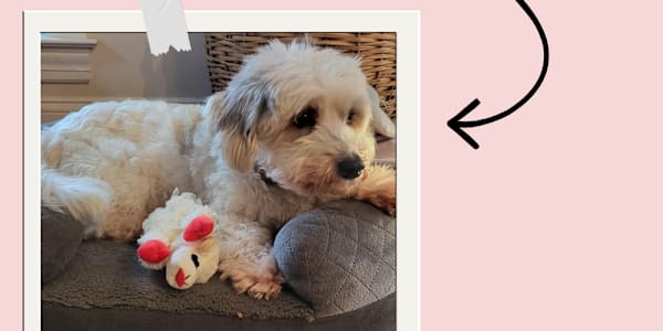 Massive snowstorm and an opinionated dog!  Wow! That was a heck of a