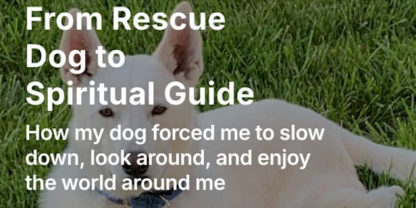 From Rescue Dog to Spiritual Guide: How my dog forced me to slow down, look