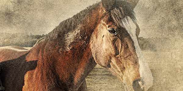 The Remount Rush: How the Great War Emptied the West's Horse Ranches