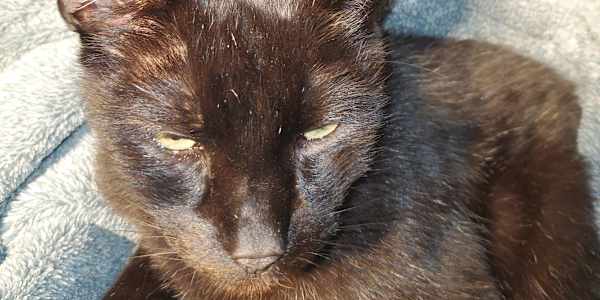 for the love of Jinx &nbsp;Jinx purred when she trusted you, blinked slowly