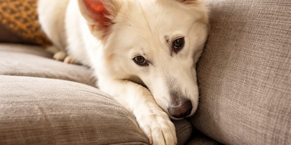 Canine Hoarding: Three Things It Taught Me About Myself Whenever I give my