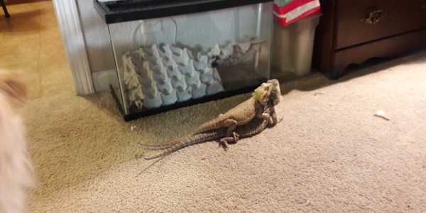 Pre king Where Elliot rules with confidence and flair, Izzy ruled with